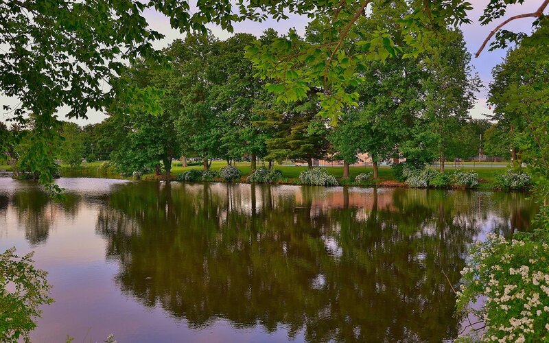 Pond with Trees — Green, Serene, Afternoon, Photograph, Flowers