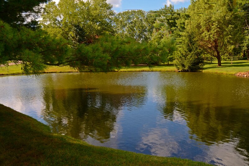 Pond with Trees — Green, Serene, Afternoon, Photograph