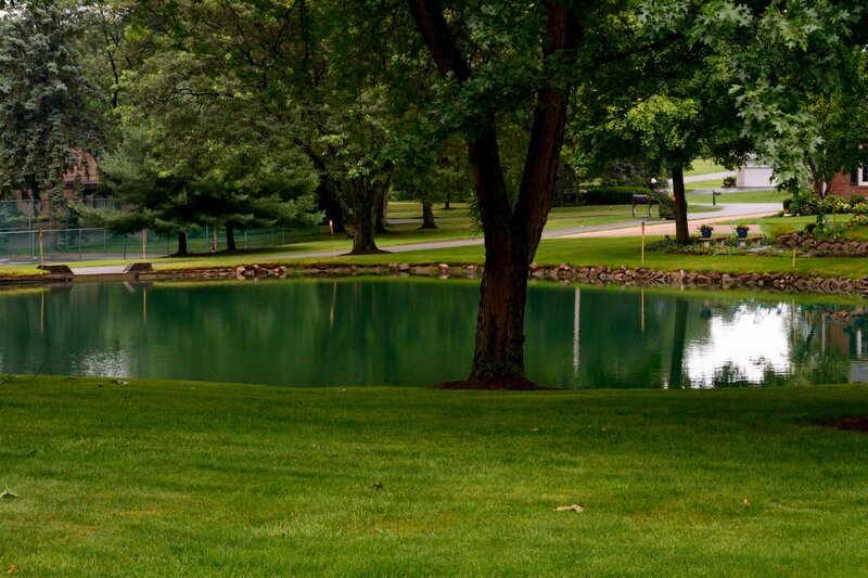 Pond with Trees — Green, Serene, Afternoon