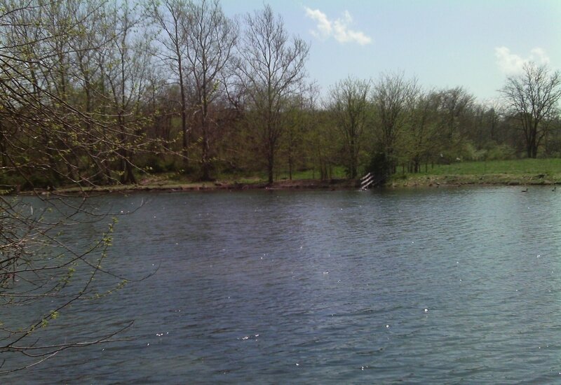 Pond with Trees