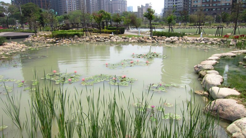 Pond with Water Lilies — Green, Serene