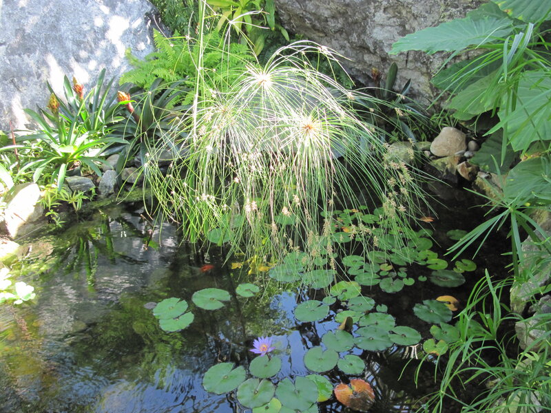 Pond with Water Lilies — Green