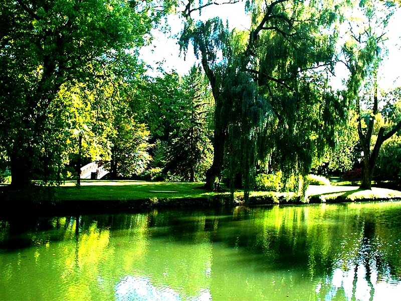 Pond with Weeping Willow — Green, Serene, Afternoon, Photograph, Trees