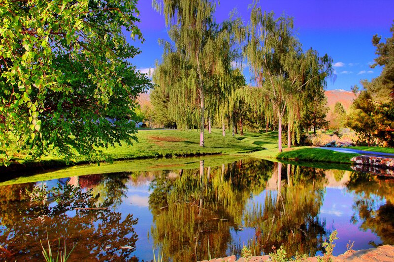 Pond with Weeping Willows — Green