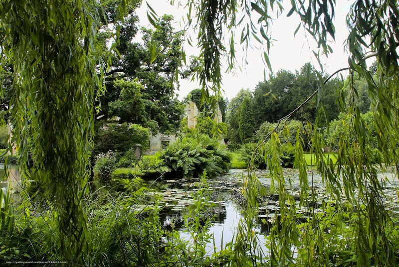 Pond with Willow Tree — Green