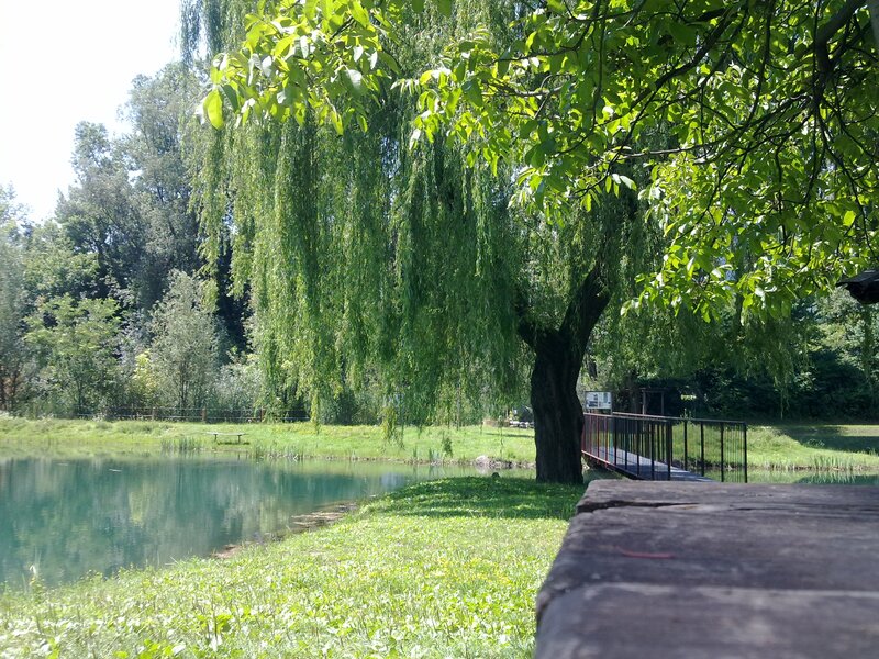 Pond with willow tree