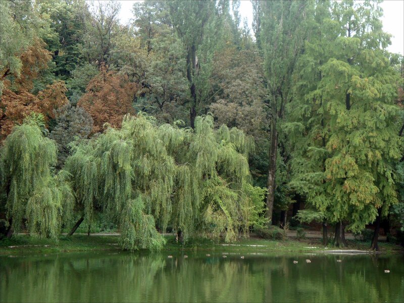 Pond with willow trees