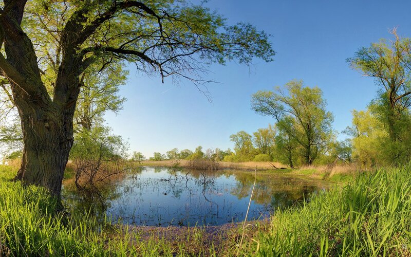 Pond with Willow Trees — Green