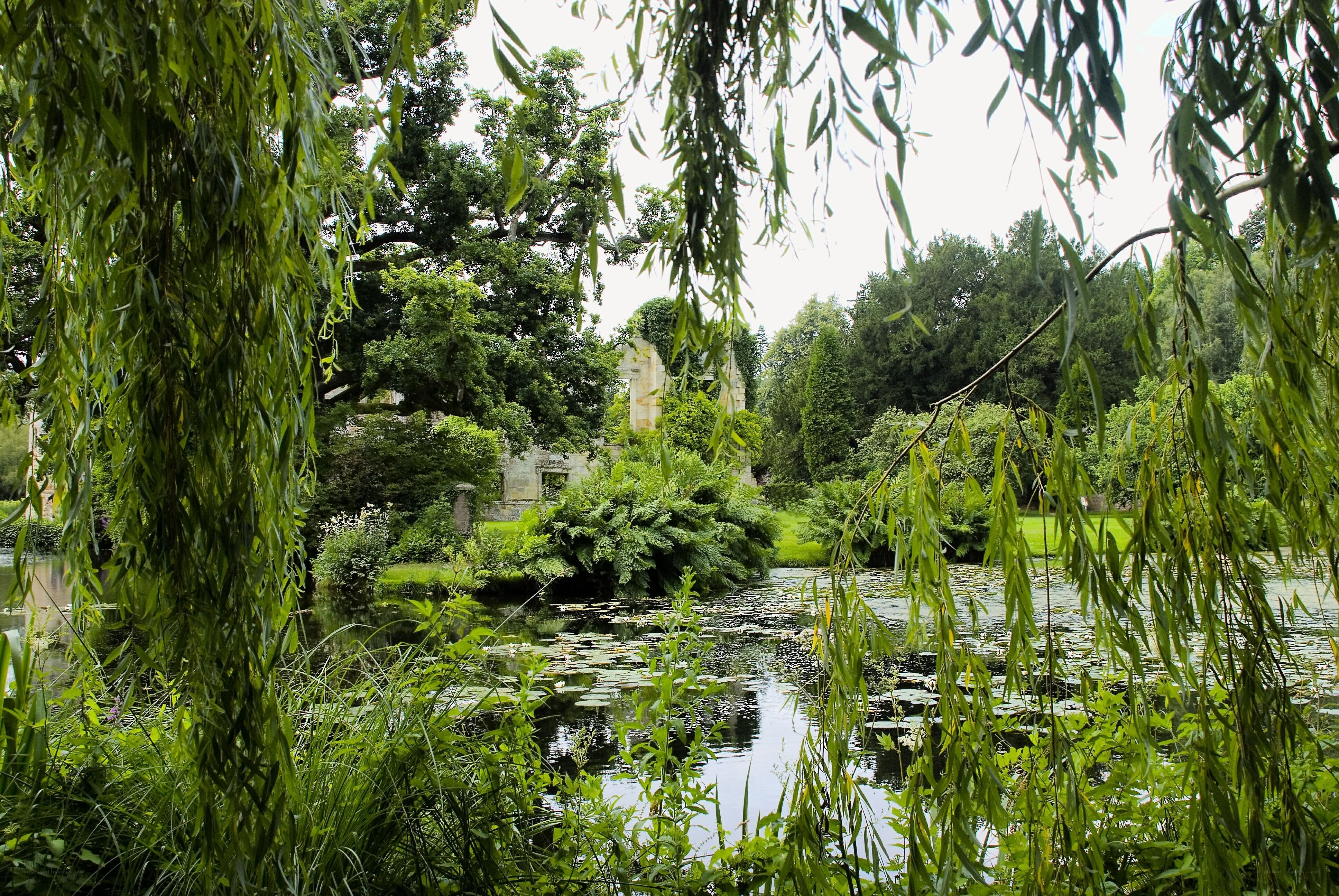 Pond with willow trees