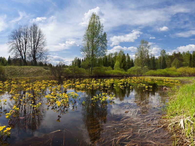 Pond with Yellow Flowers — Blue