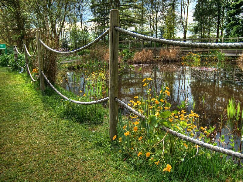Pond with Yellow Flowers — Green