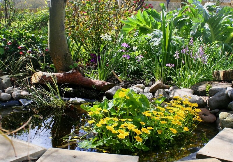 Pond with Yellow Flowers