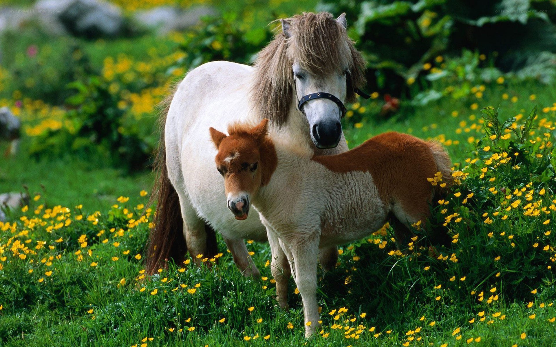 Ponies in a flower field