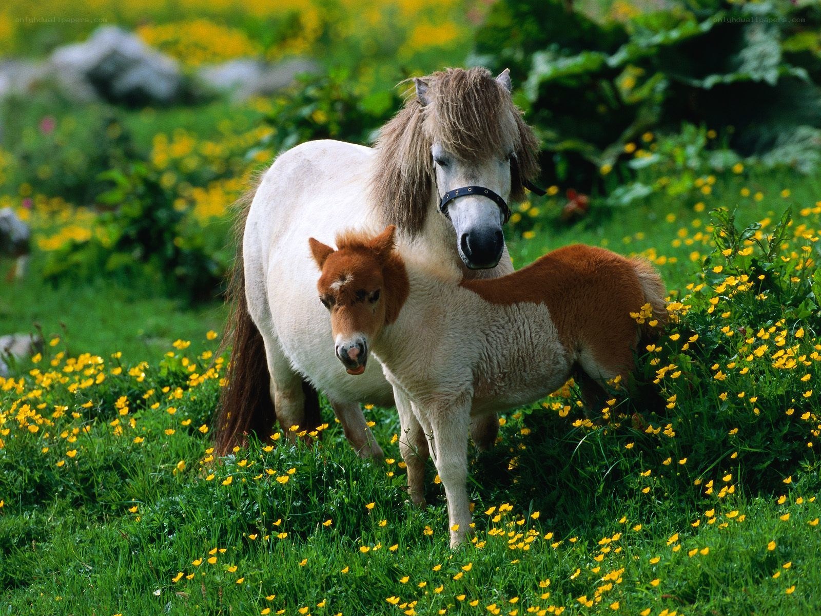 Ponies in a flower field