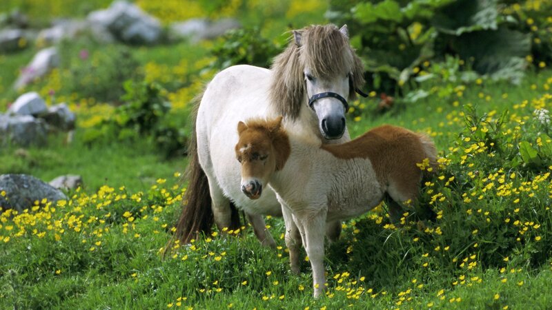 Ponies in a meadow