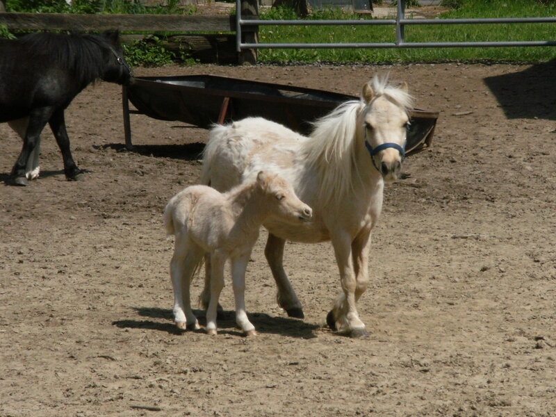 Ponies in a paddock