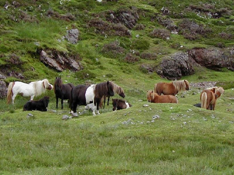 Ponies on a Hillside