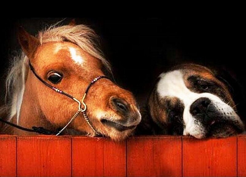 Pony and Dog in Stall — Brown