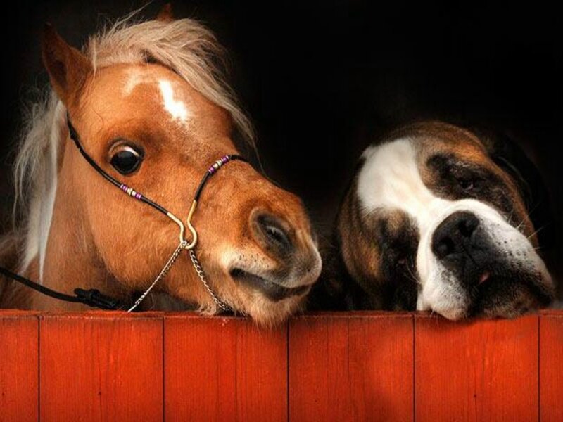 Pony and Dog in Stall