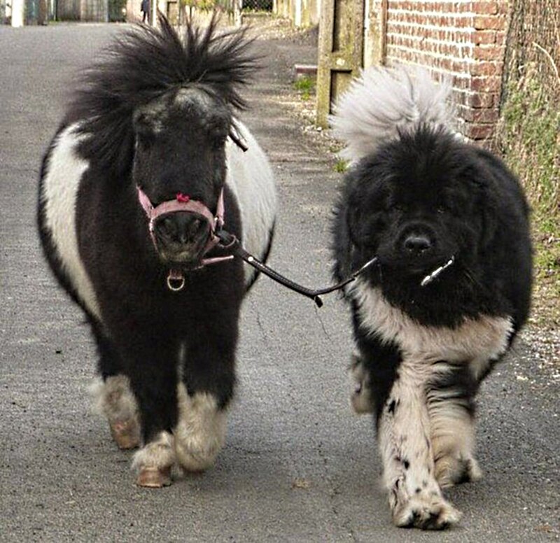 Pony and Dog Walking