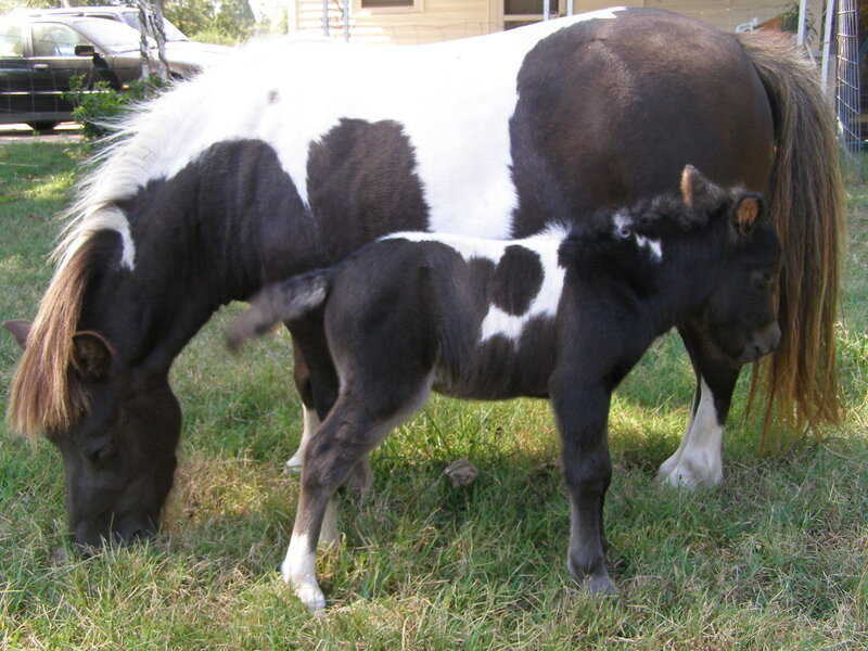 Pony and foal grazing