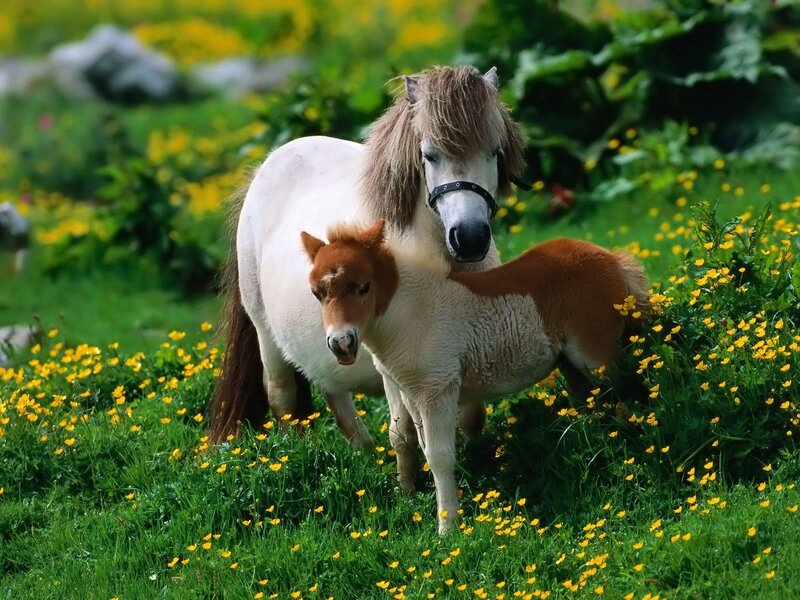 Pony and Foal — Green, Serene