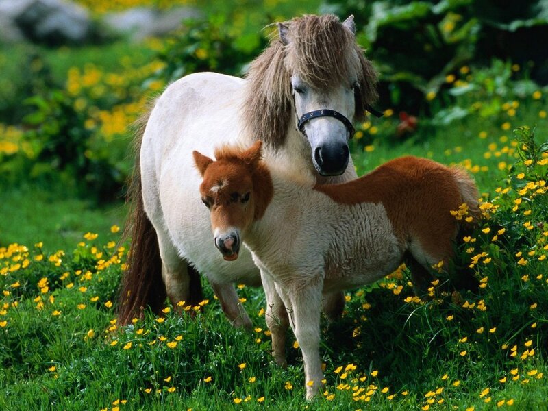 Pony and Foal — Green