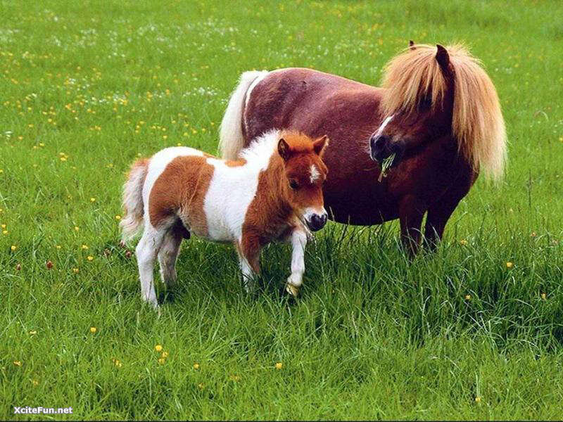Pony and foal in a field