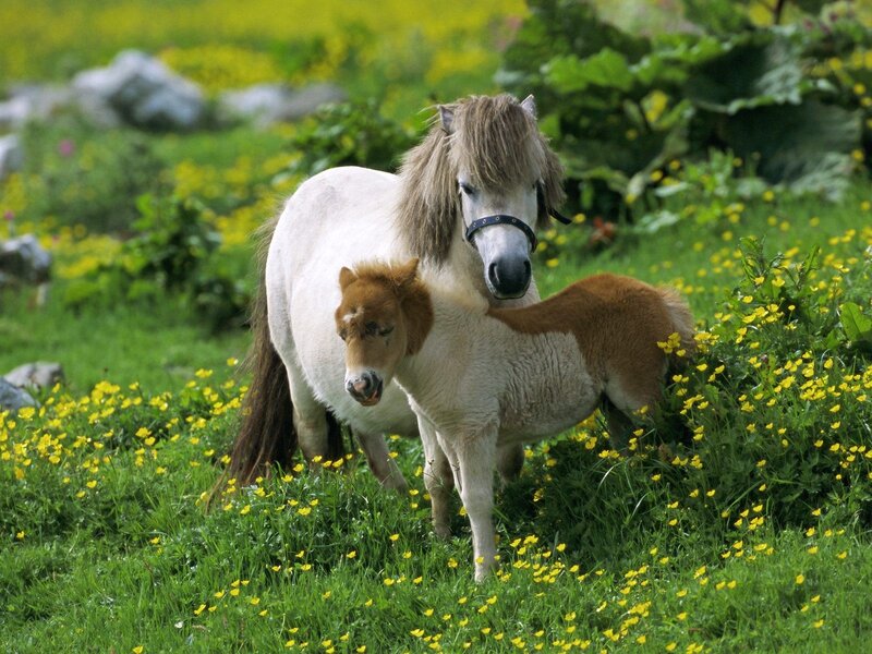 Pony and foal in a meadow