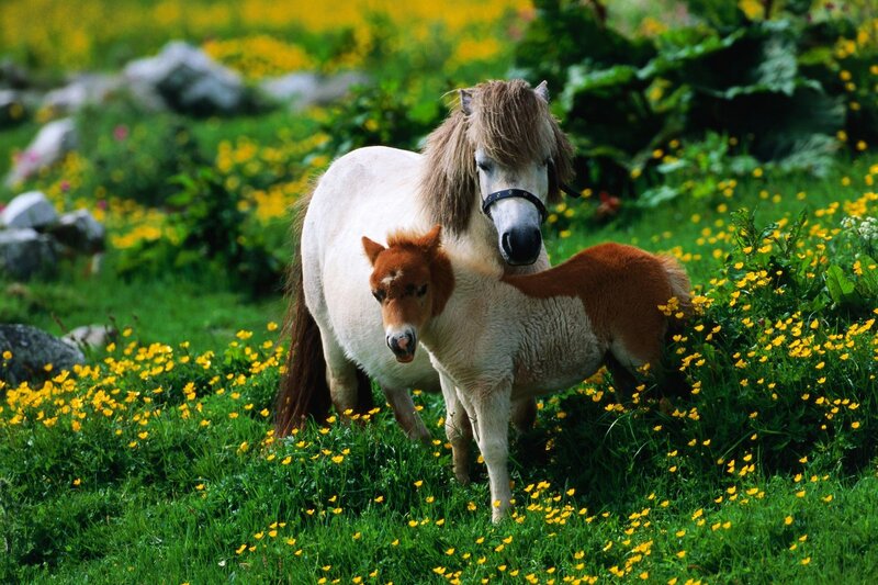 Pony and foal in a meadow