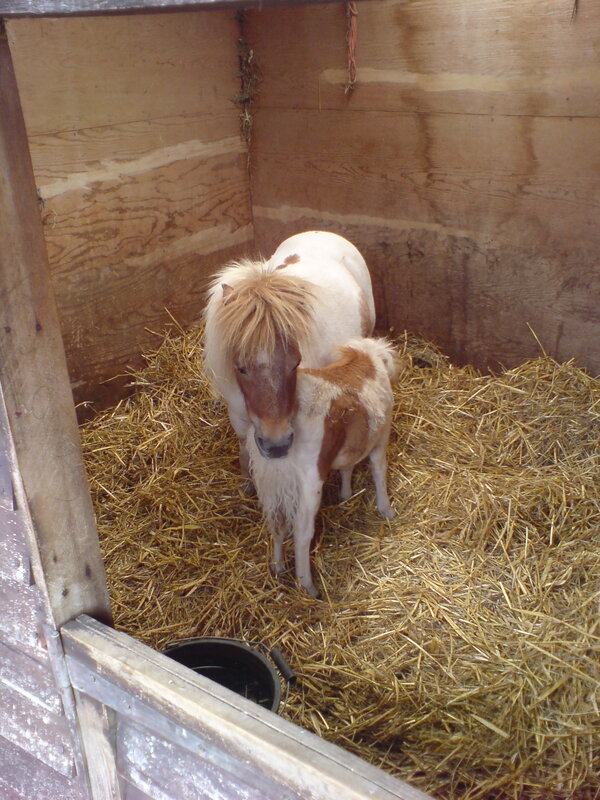 Pony and foal in a stall