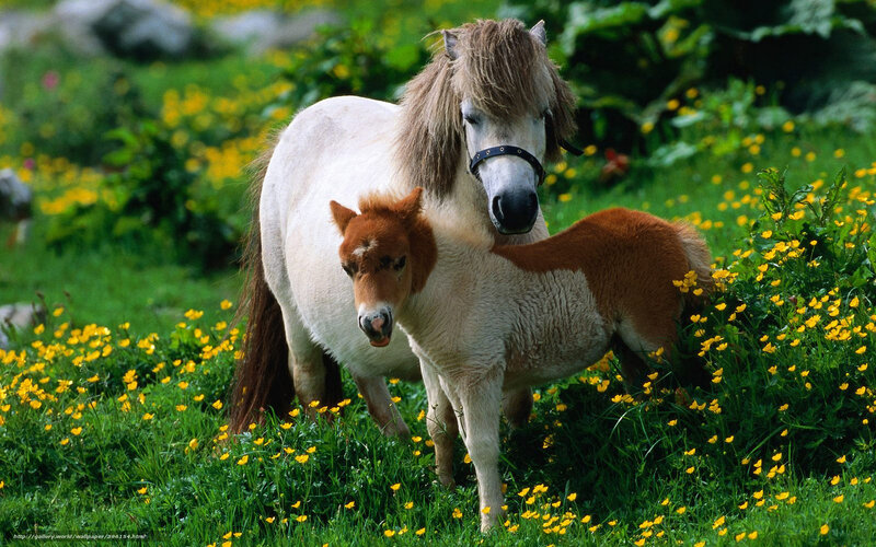 Pony and Foal in Field — Green, Serene, Spring