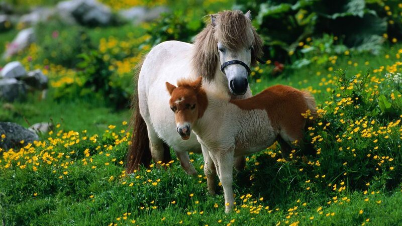 Pony and Foal in Field — Green, Serene, Summer, Photograph