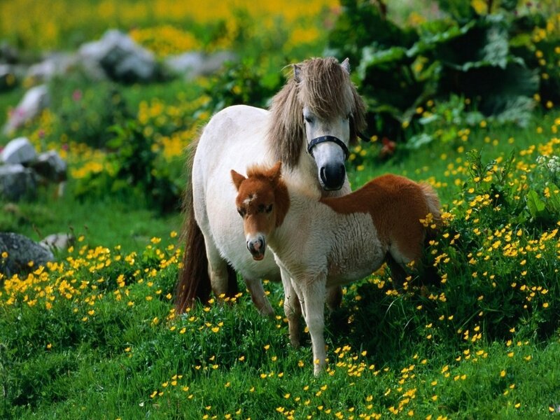 Pony and Foal in Field — Green