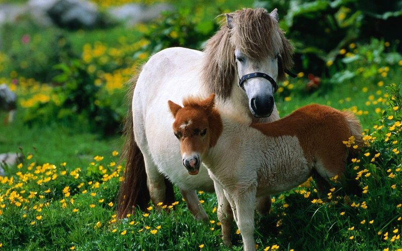 Pony and Foal in Field