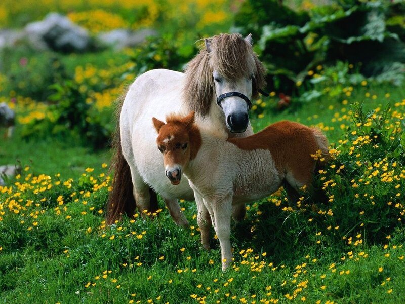 Pony and Foal