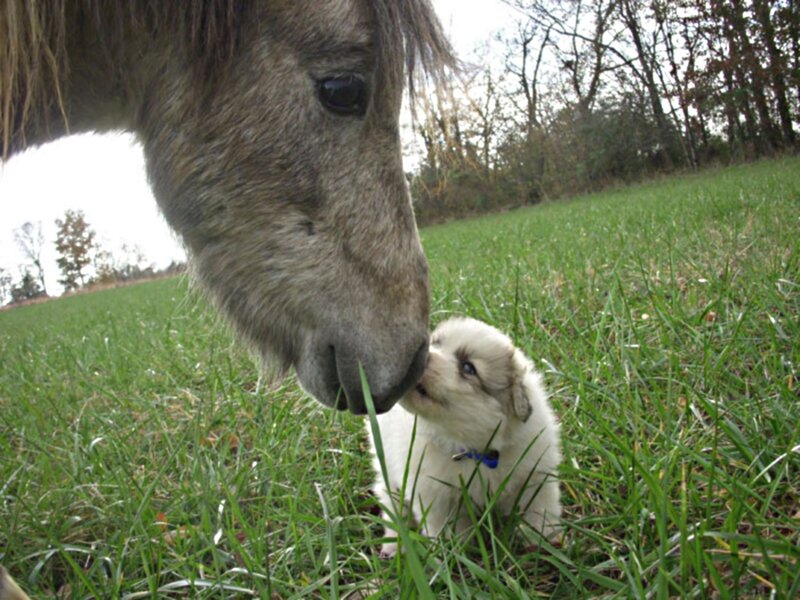 Pony and Puppy