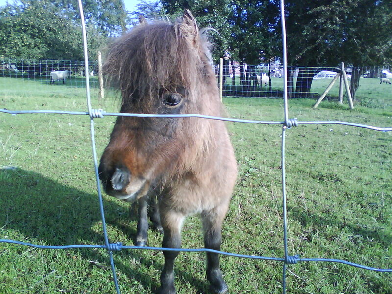 pony behind a fence