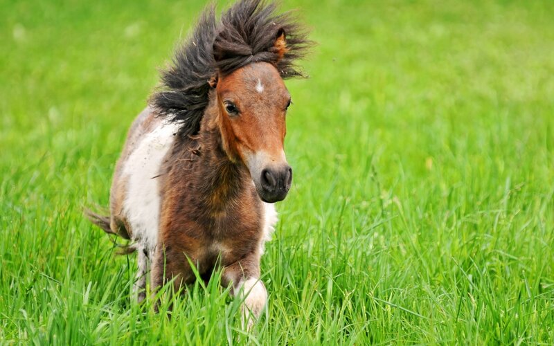 Pony Foal in Grass