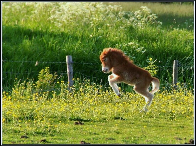 pony foal playing in field