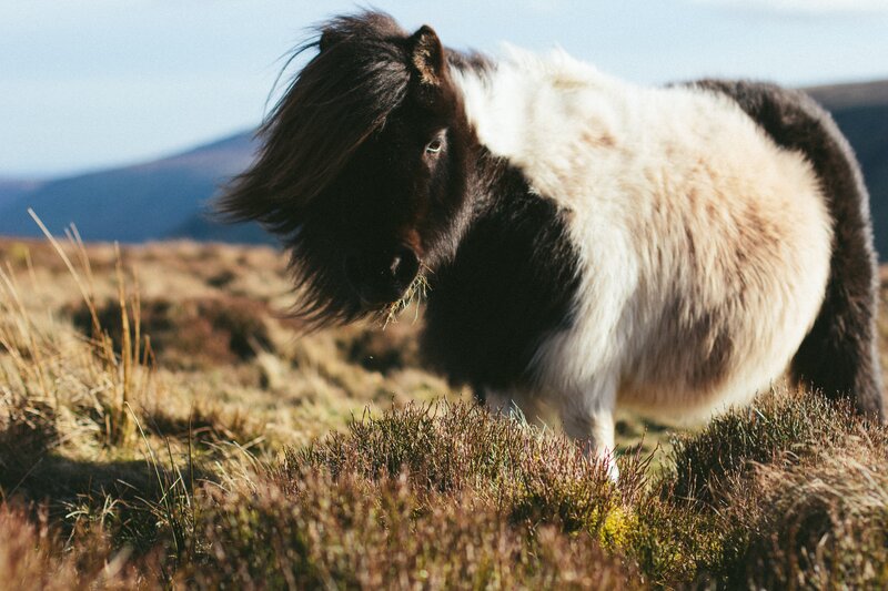 Pony grazing in a field