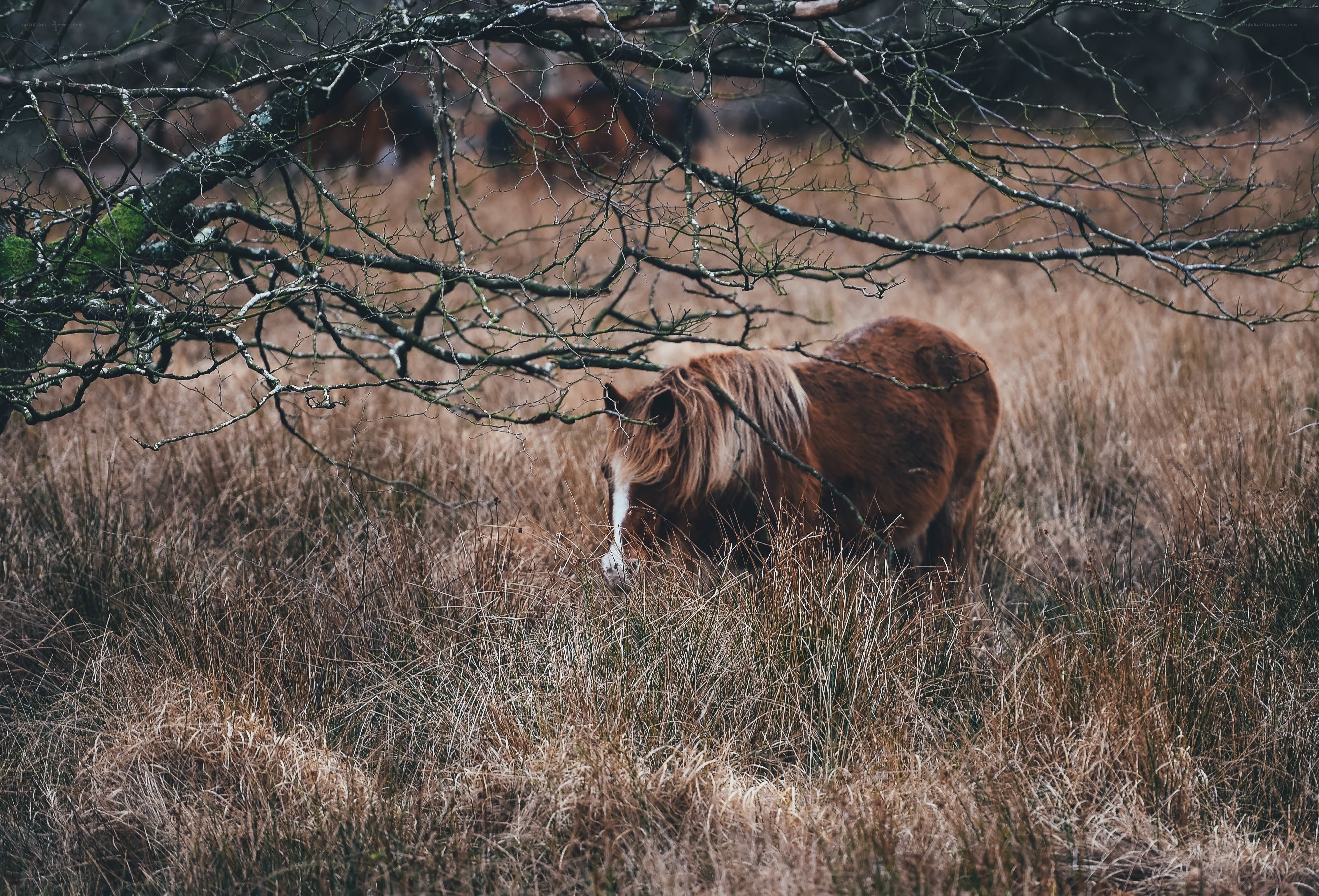 Pony grazing in a field