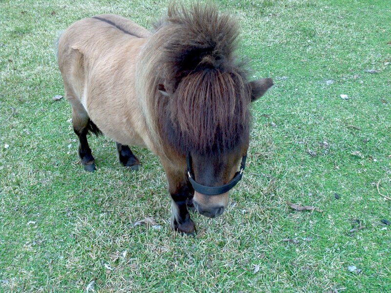 Pony Grazing in Grass