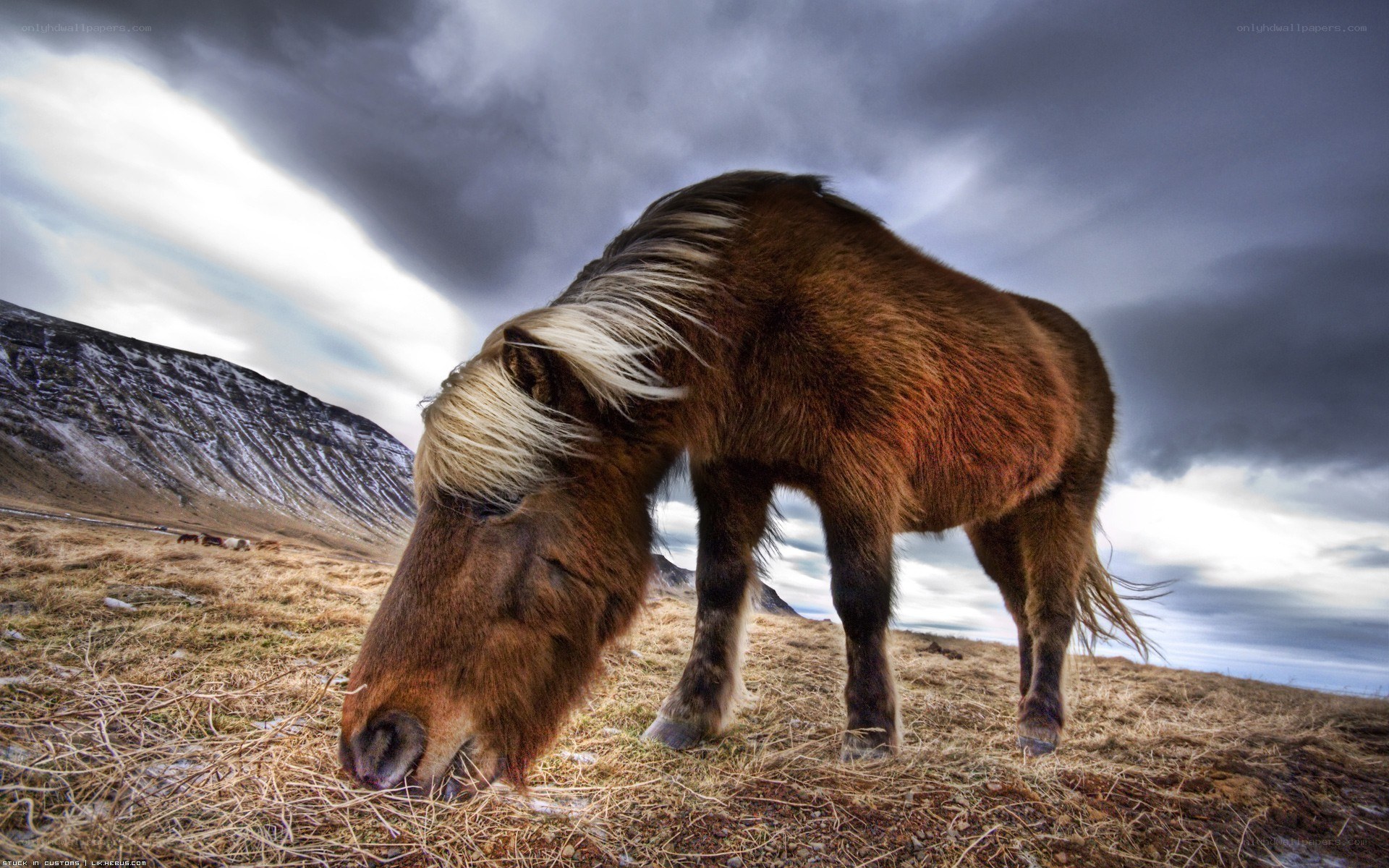 Pony grazing under stormy sky
