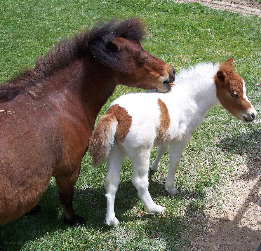 Pony grooming a foal