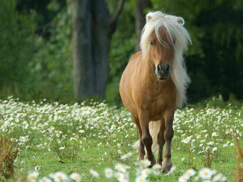 Pony in a Field