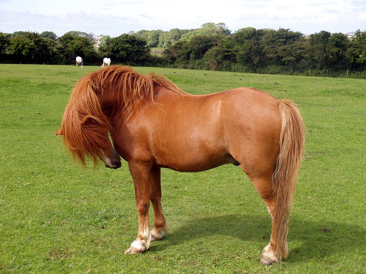 Pony in a green field