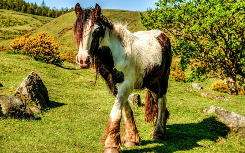 Pony in a green field