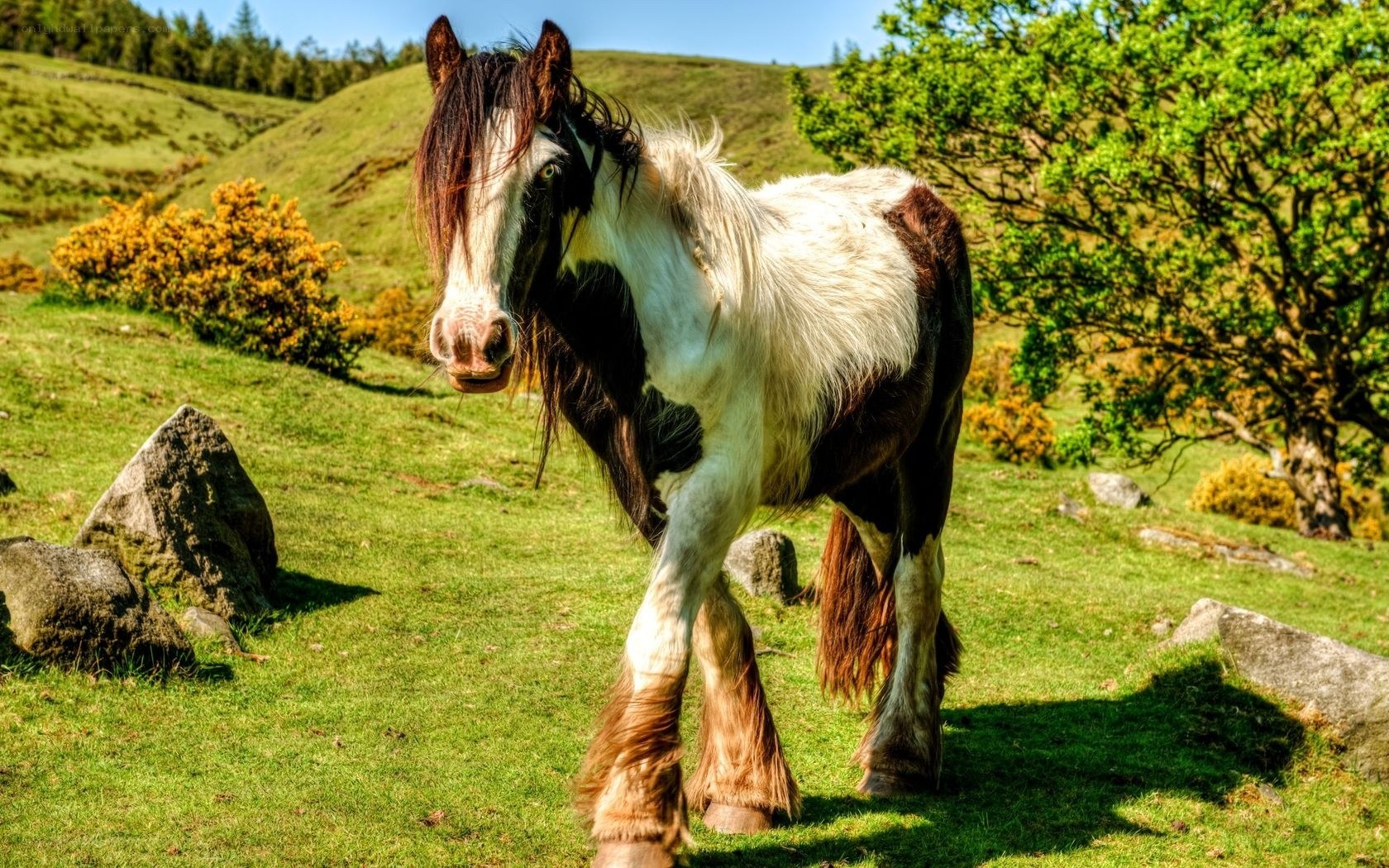 Pony in a green field