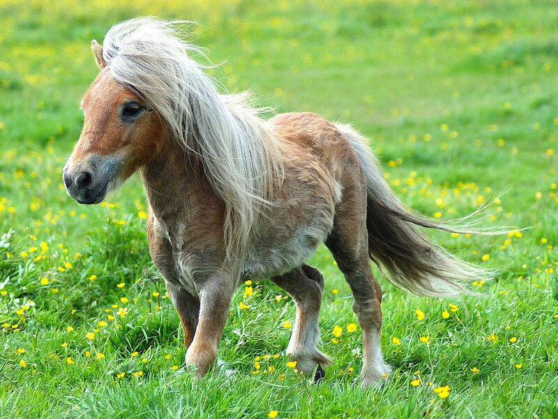 pony in a meadow